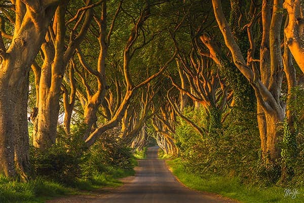 10 Beautiful Tree Tunnels to Explore