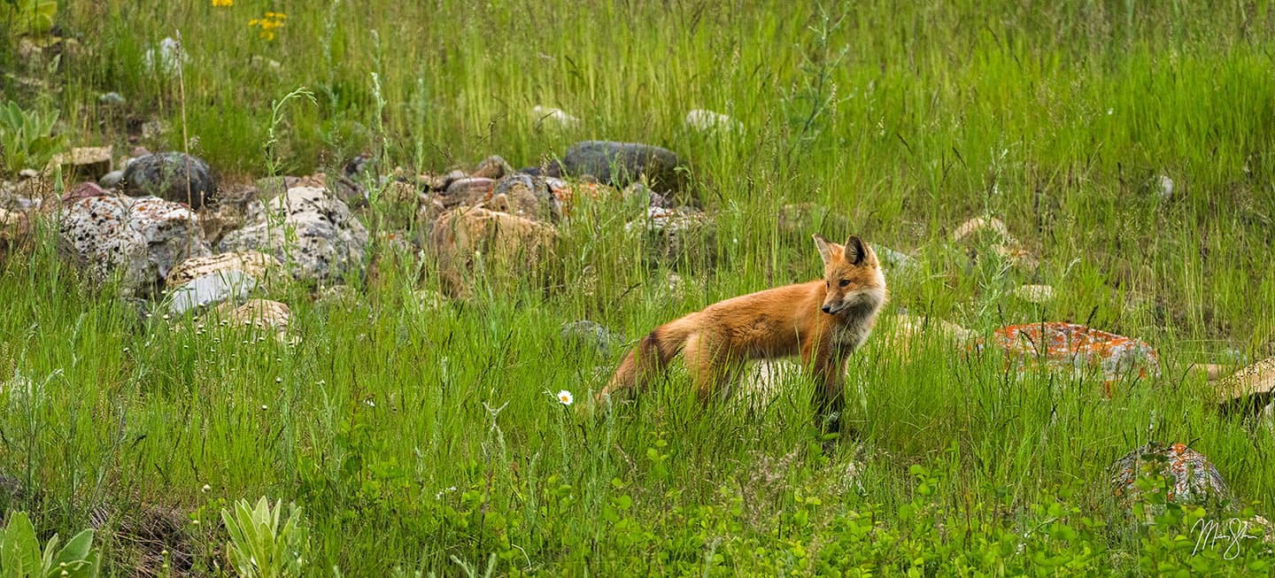 Attentive Fox at Waterton Lakes - Waterton Lakes National Park, Alberta, Canada