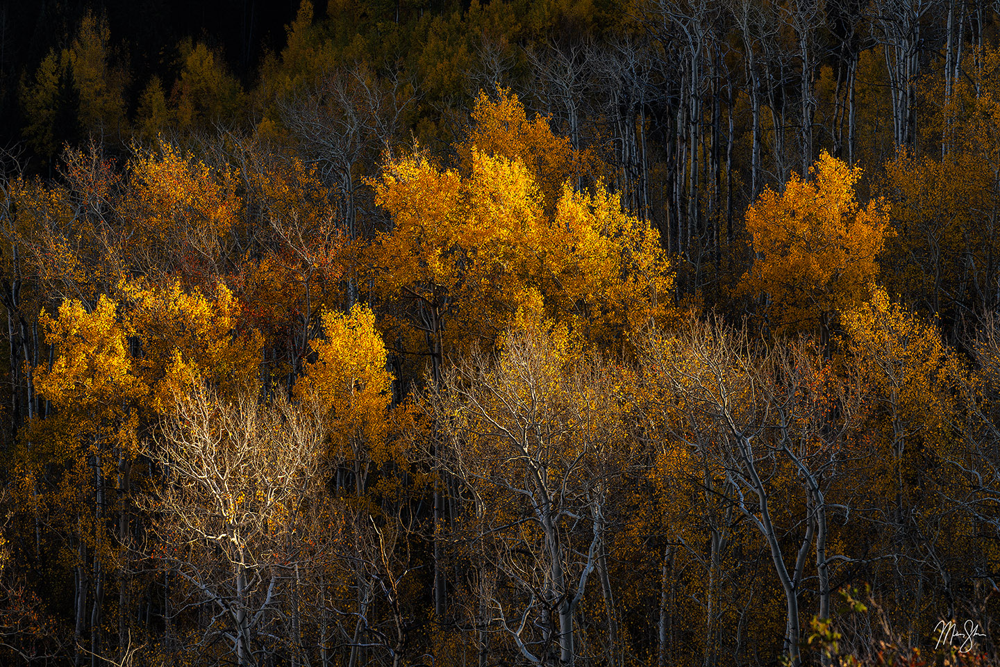 Final Light on the Aspens - Capitol Peak, Snowmass, Colorado