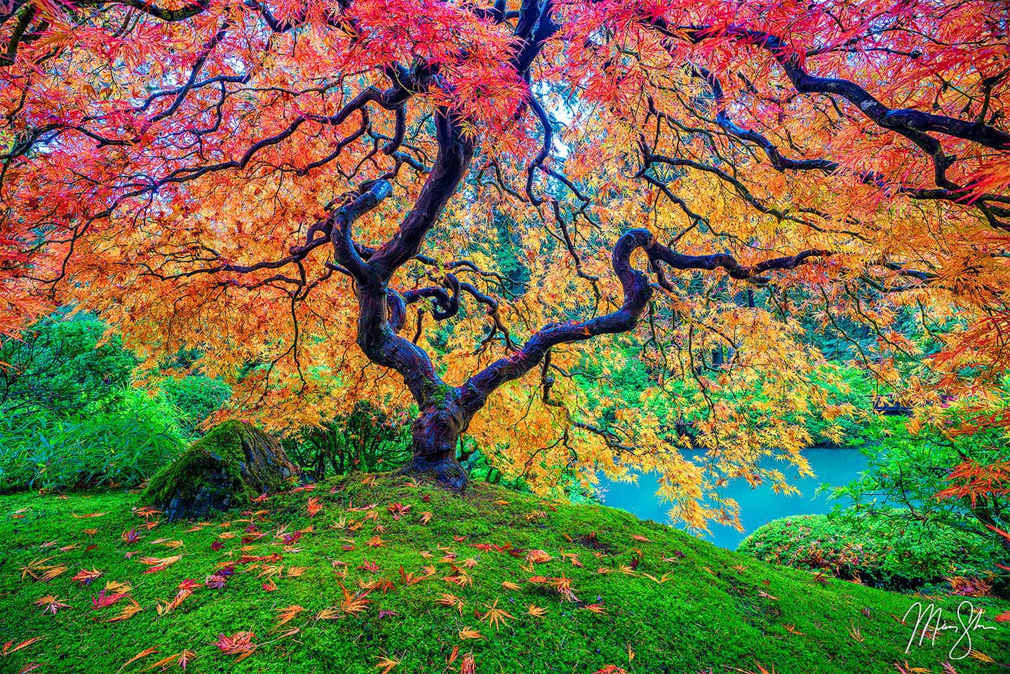 colorful nature photography