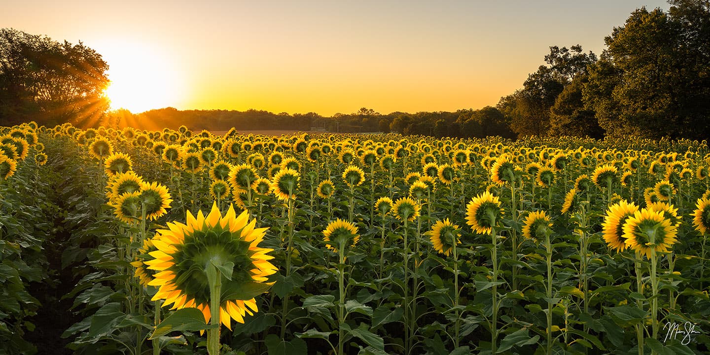 Grinter Farms Sunflower Sunrise - Grinter Farms, Lawrence, Kansas