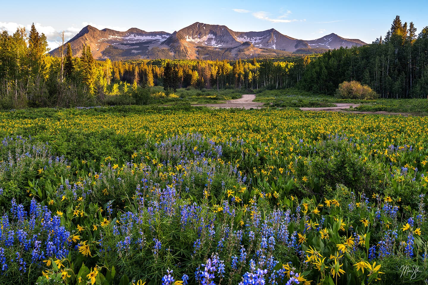 Kebler Pass Wildflower Summer Sunset - Kebler Pass, Colorado