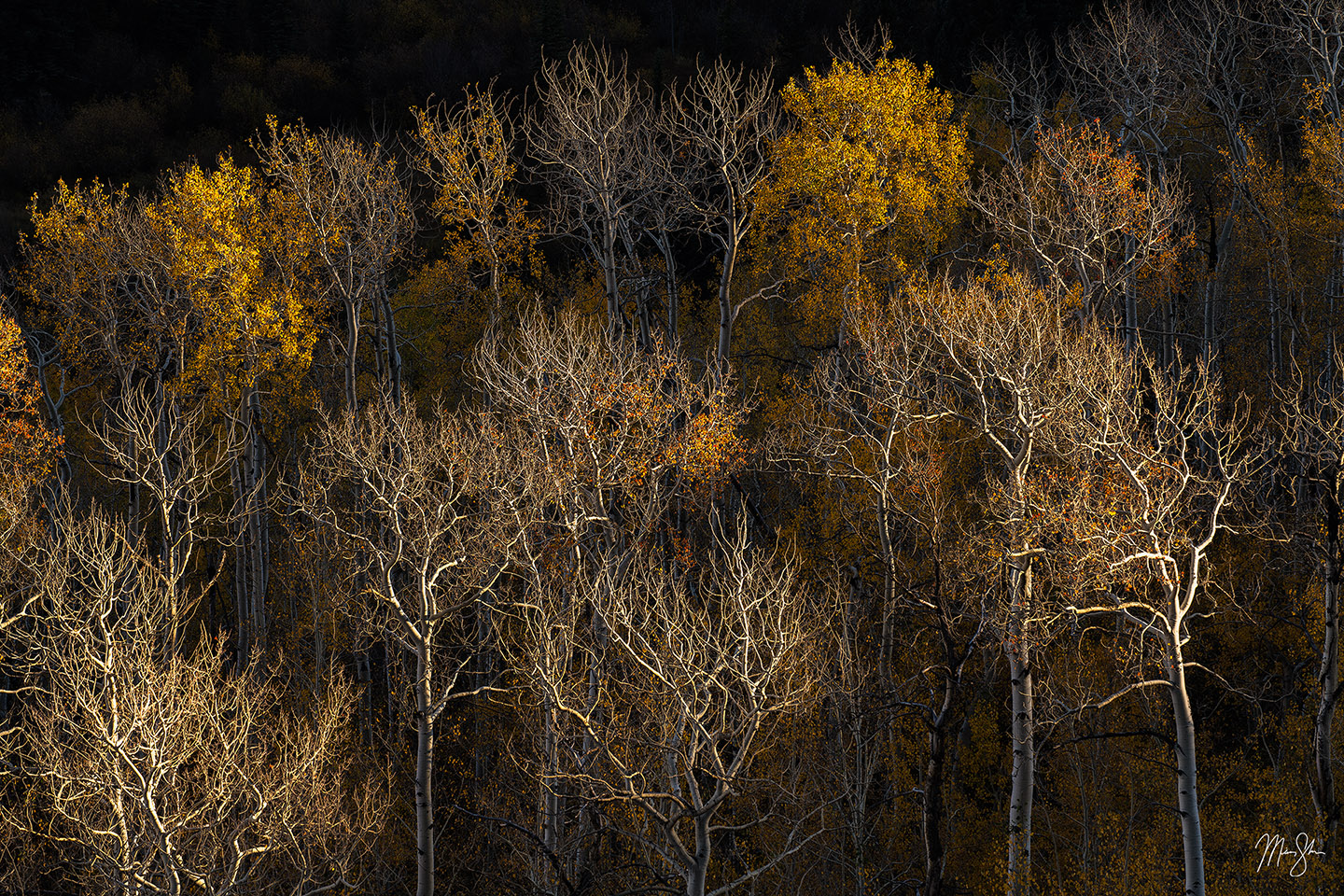 Last Stand of Autumn - Snowmass Wilderness, Colorado