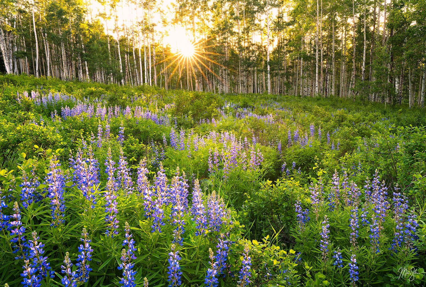 Lupine Majesty - Kebler Pass, Colorado