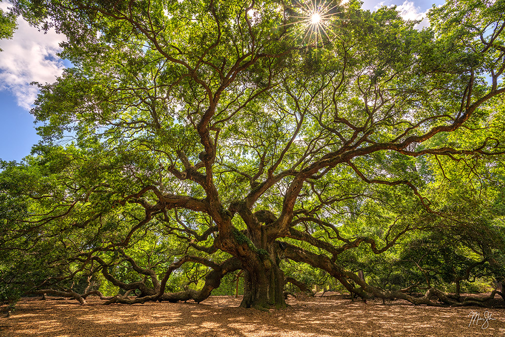 Ancient Angel Oak Tree | Charleston, South Carolina | Mickey Shannon ...