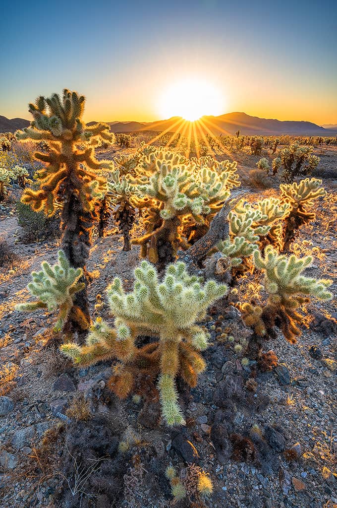 Cholla Garden Sunrise | Cholla Cactus Garden, Joshua Tree National Park ...