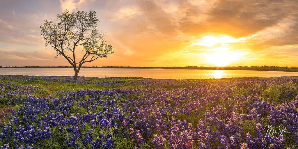 Glorious Bluebonnets | Ennis, Texas | Mickey Shannon Photography