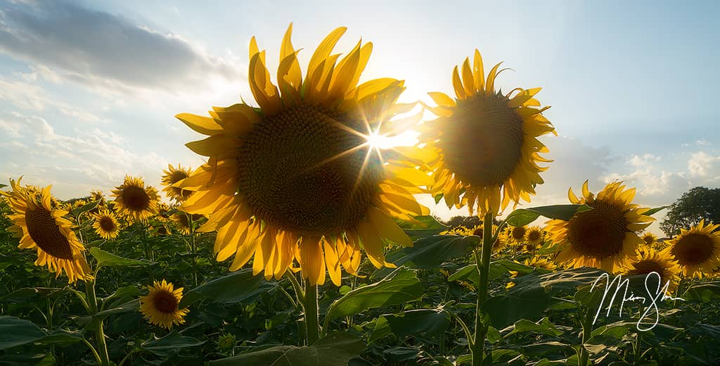 Sunflower Sunburst Panorama | Haysville, KS | Mickey Shannon Photography