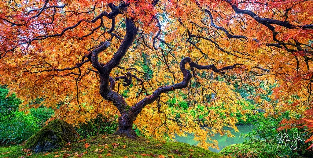 Tree of Fire | Portland, Oregon | Mickey Shannon Photography