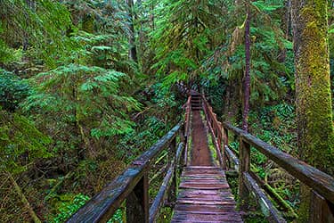 Pacific Rim Rainforest Trail | Pacific Rim National Park, Vancouver ...