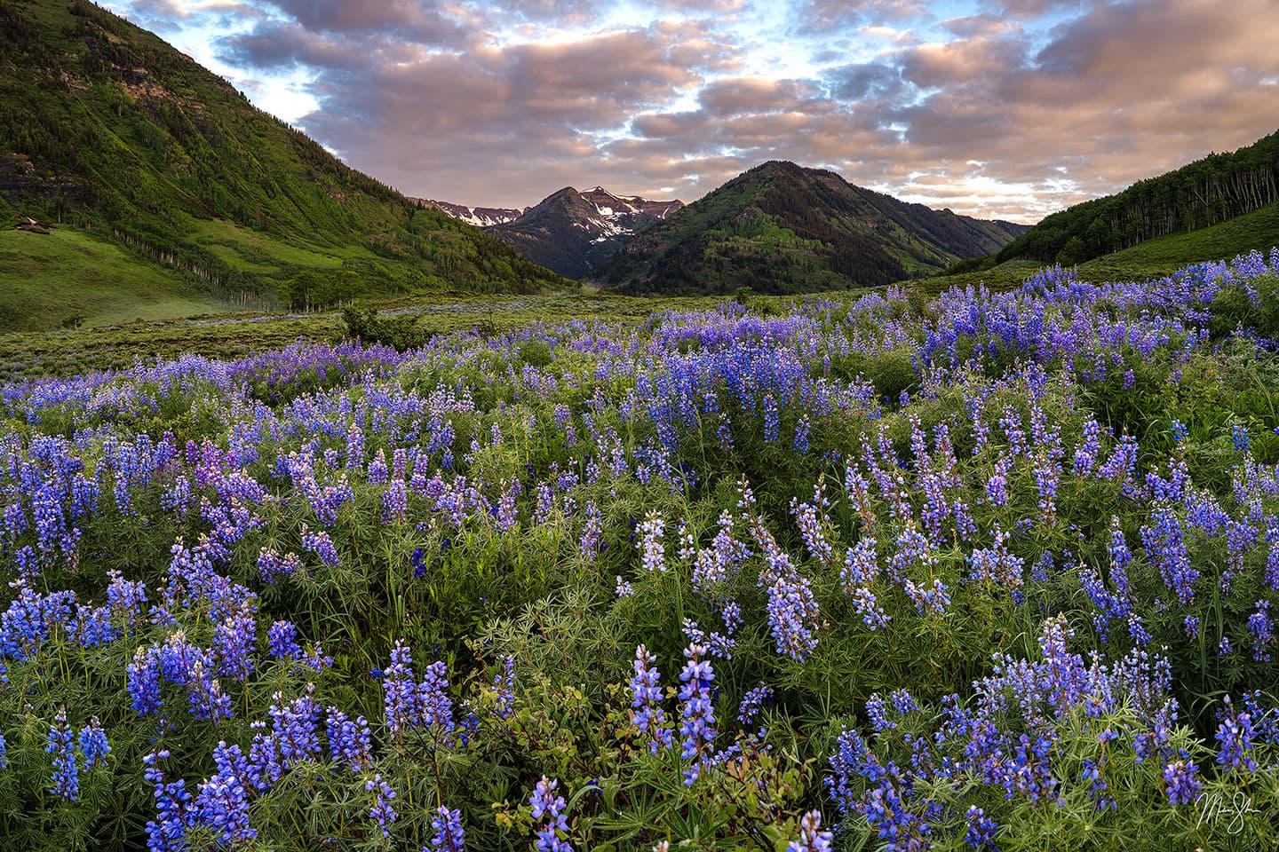 Oh Be Joyful Lupine Sunrise - Crested Butte, Colorado