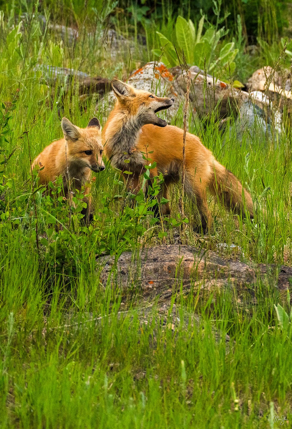 Playful Foxes - Waterton Lakes National Park, Alberta Canada