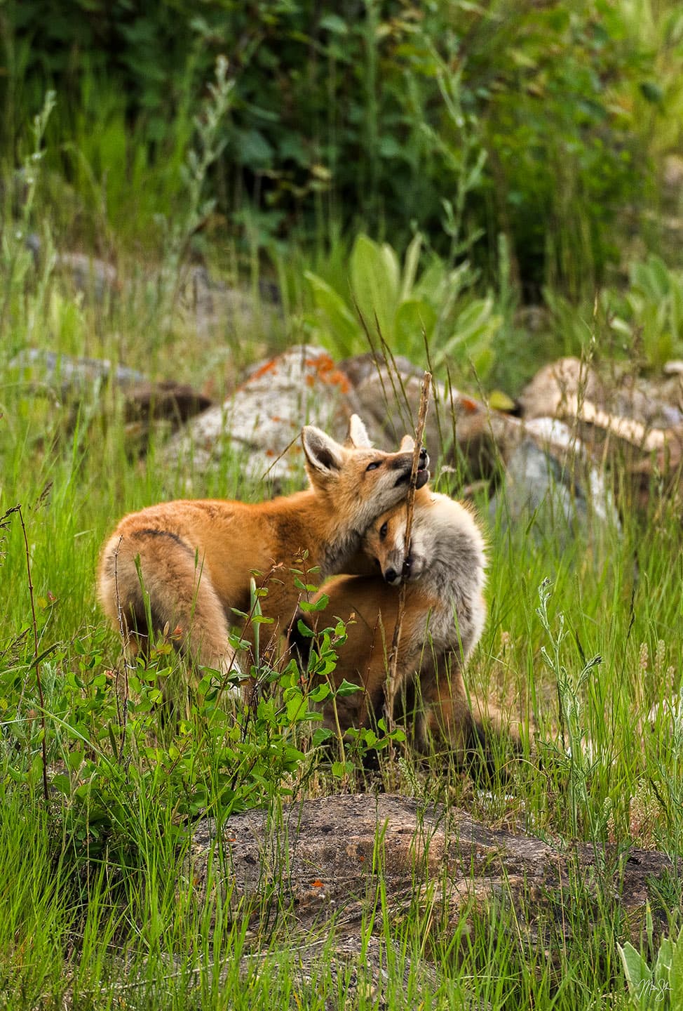 Sibling Love - Foxes of Waterton - Waterton Lakes National Park, Canada