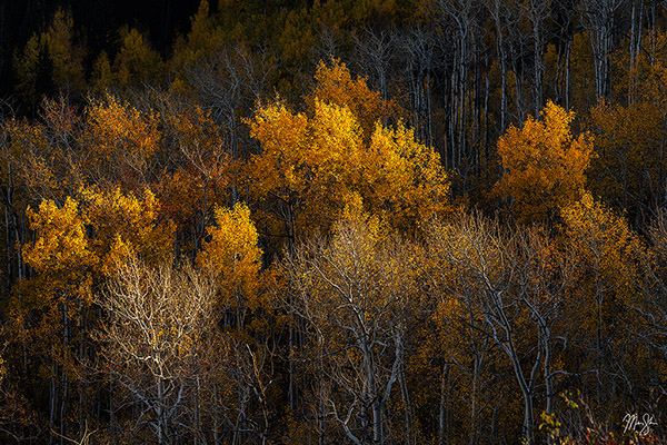 Final Light on the Aspens