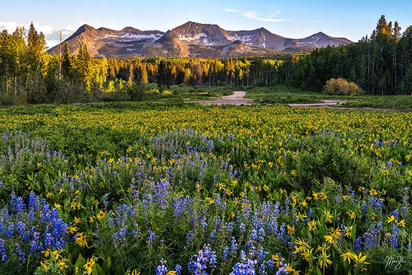 Kebler Pass Wildflower Summer Sunset