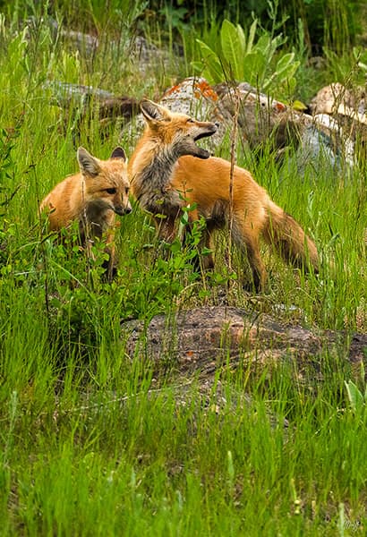 Playful Foxes