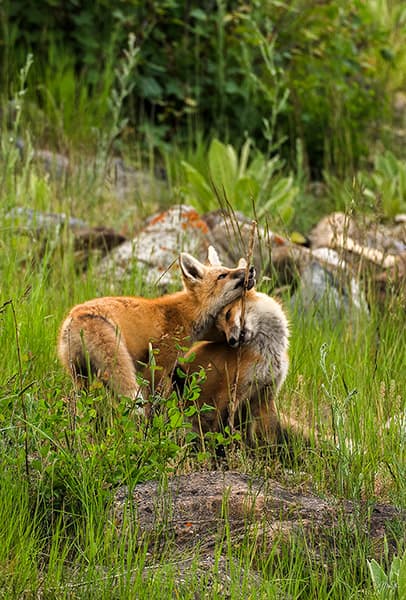 Sibling Love - Foxes of Waterton