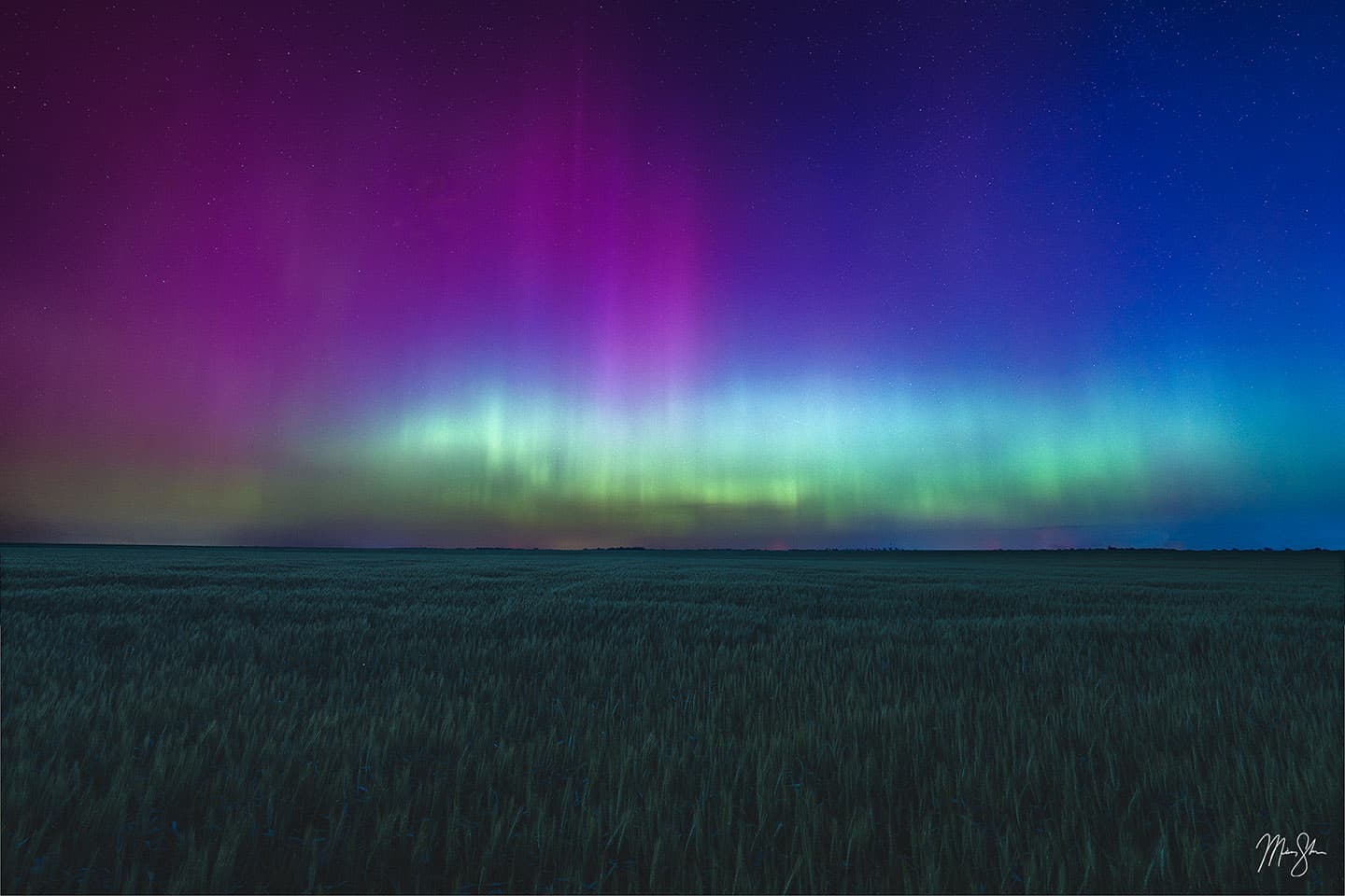 Wheat Aurora - Goddard, KS