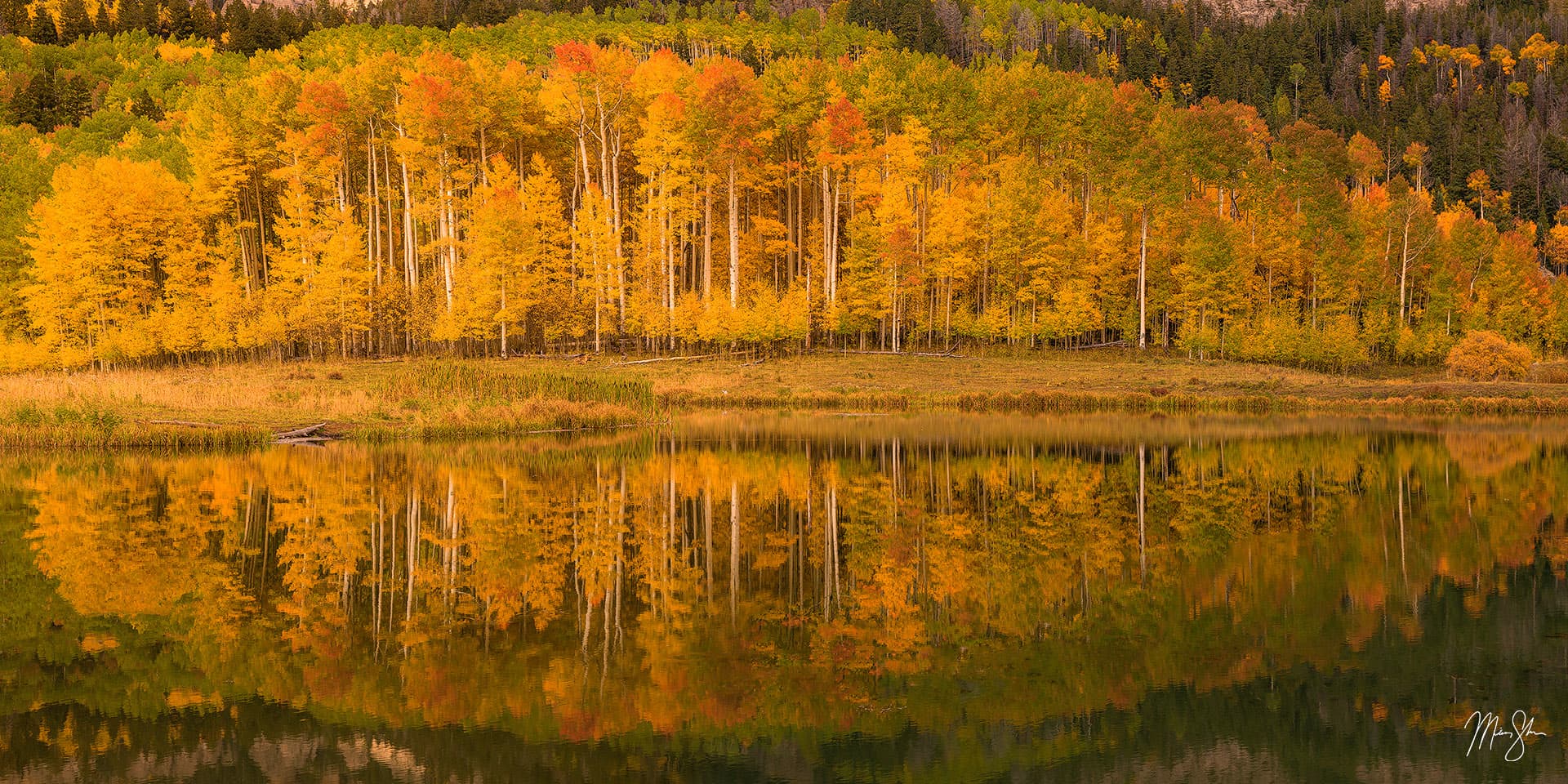 Aspen Row | San Juans, Colorado | Mickey Shannon Photography