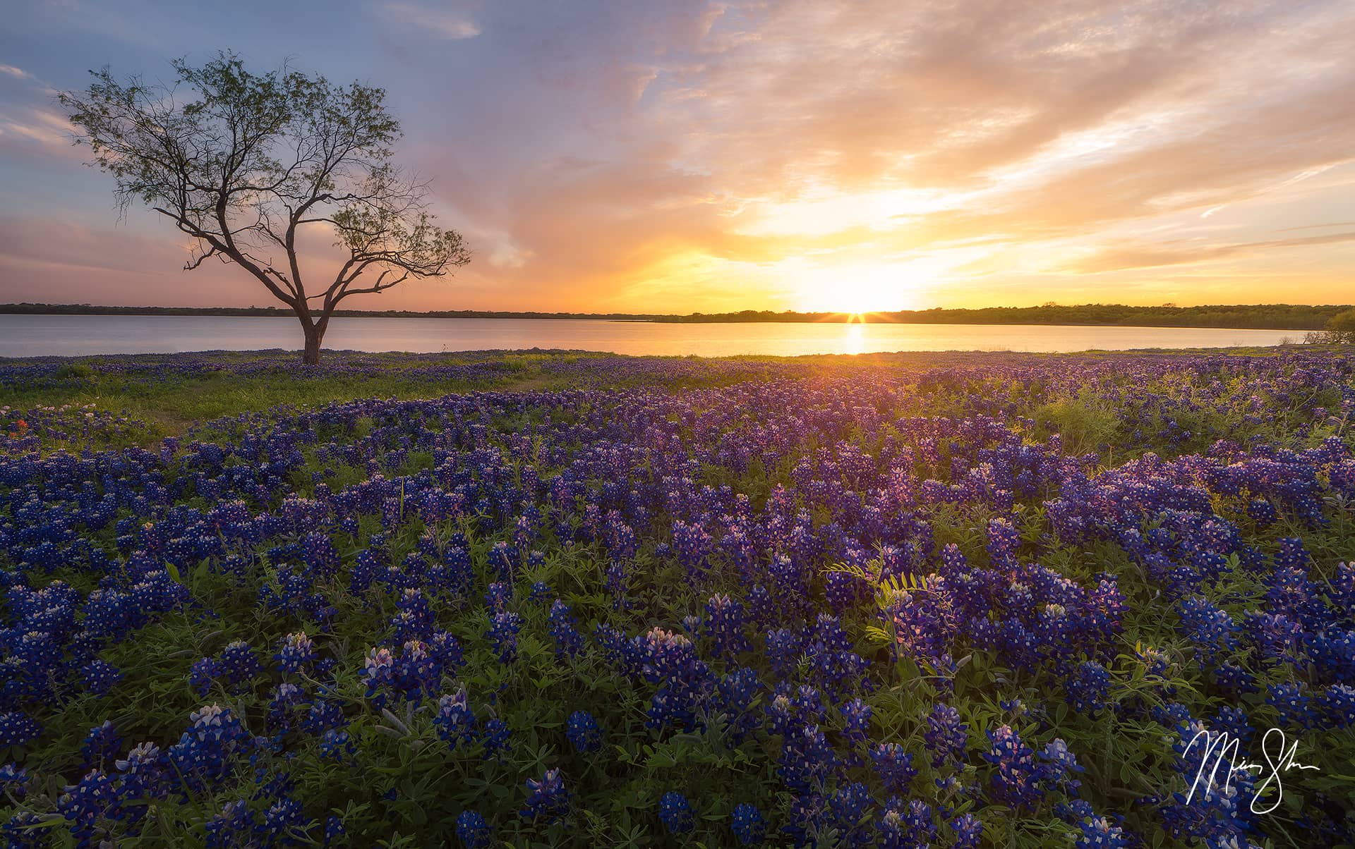 Ennis Bluebonnet Sunburst Sunset | Bardwell Lake, Ennis, Texas | Mickey ...