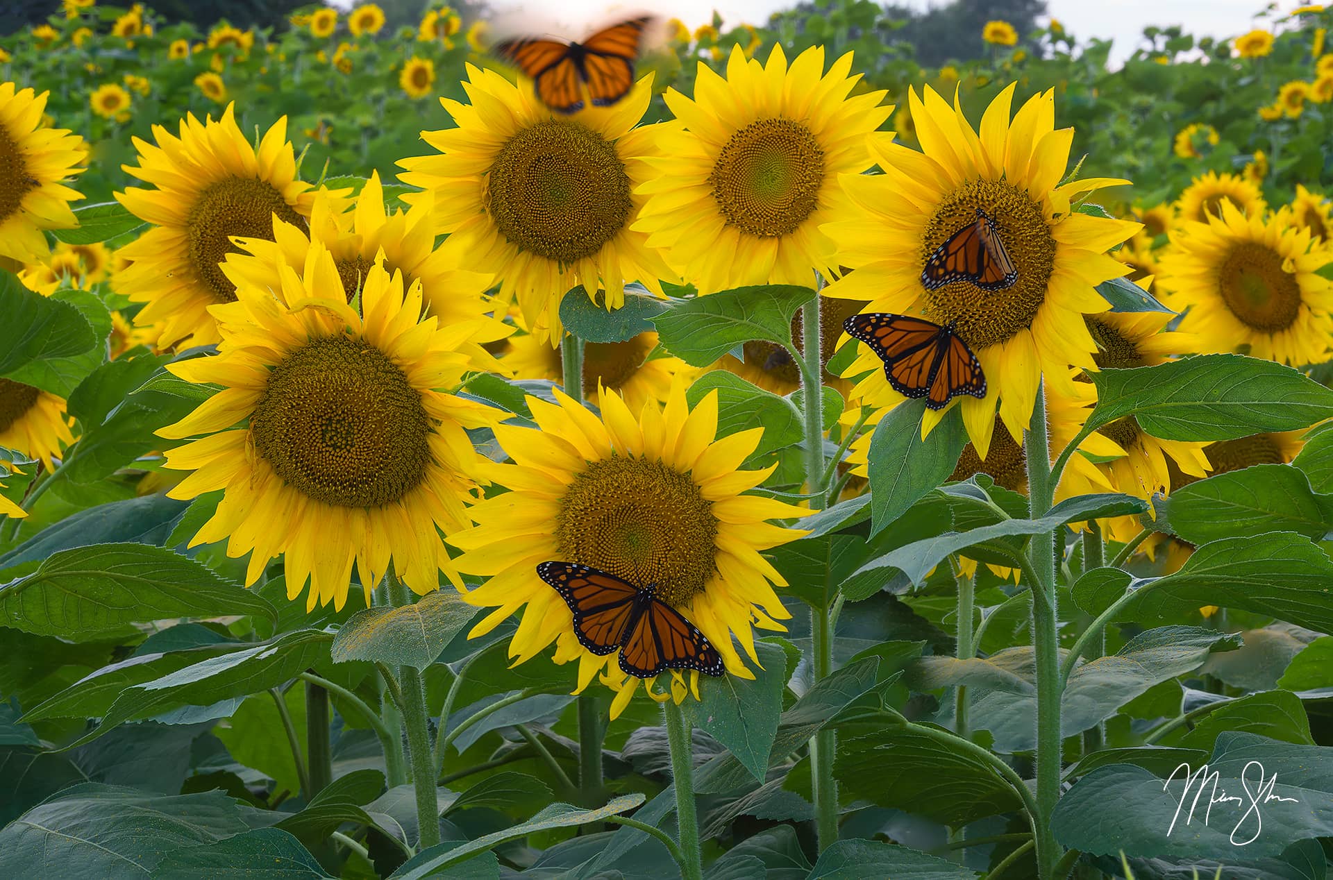 flight-of-the-monarch-butterfly-lawrence-ks-mickey-shannon-photography