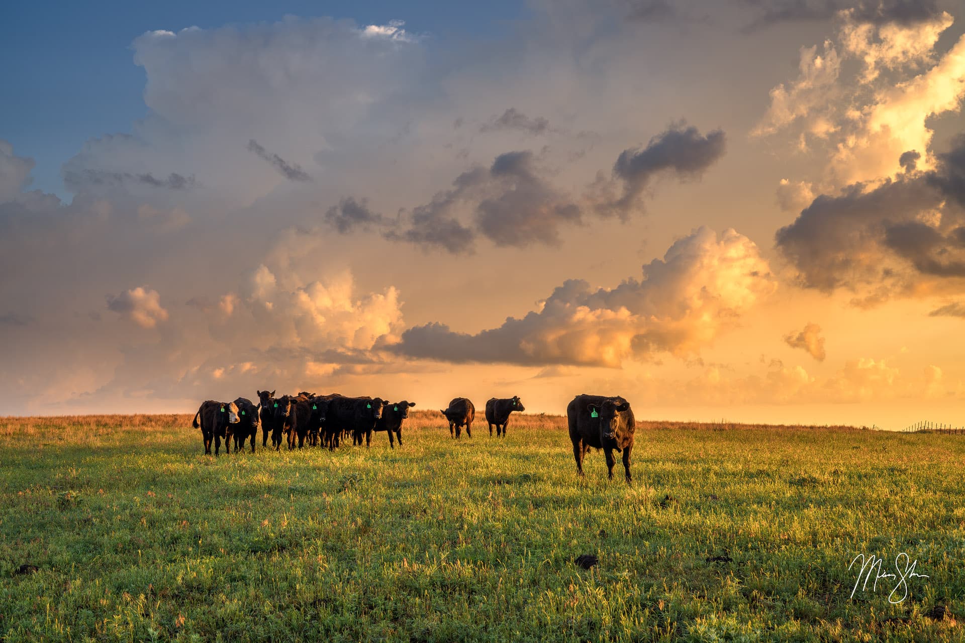 Kingman Cows | Near Kingman, Kansas | Mickey Shannon Photography