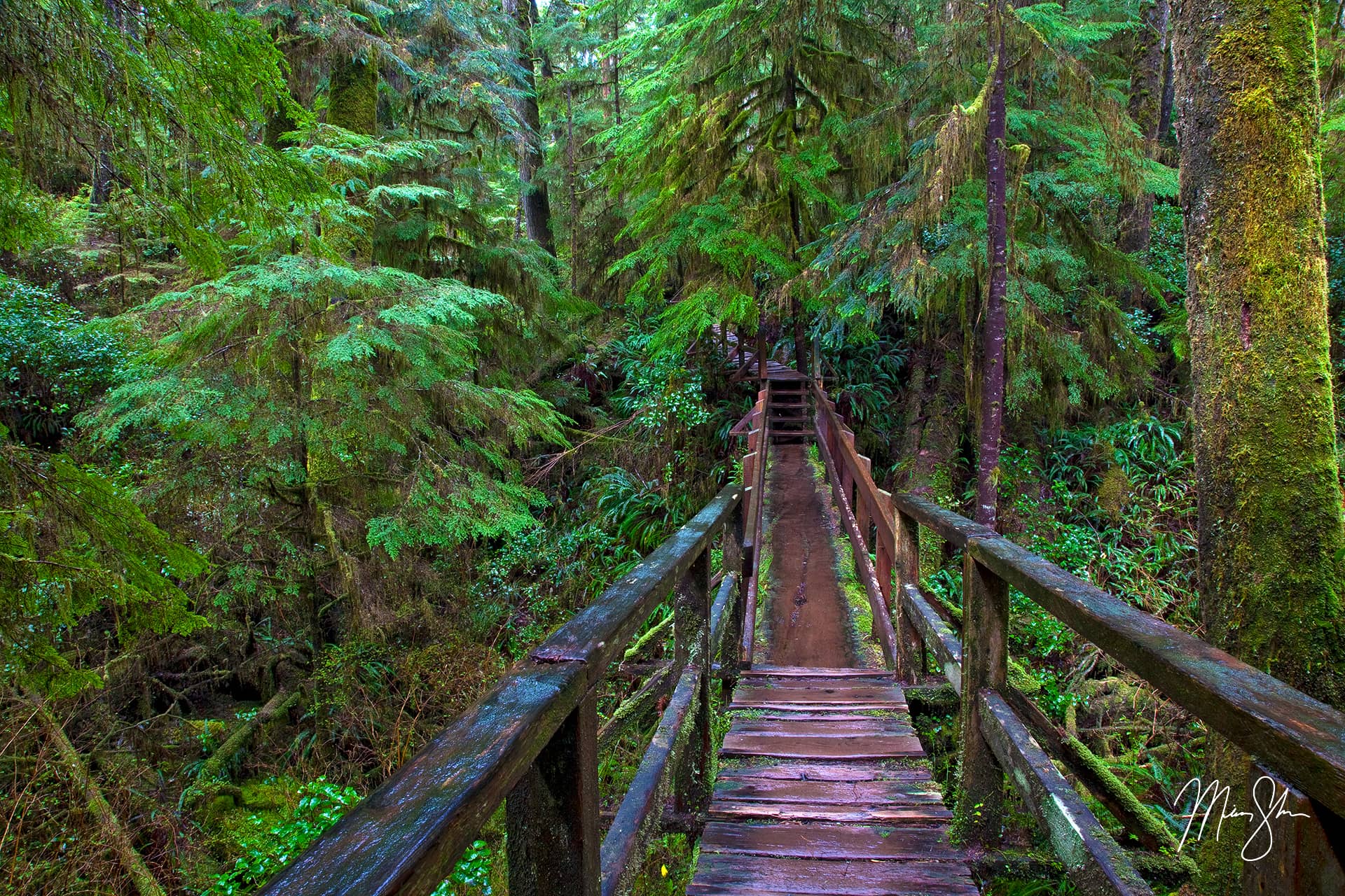 Pacific Rim Rainforest Trail | Pacific Rim National Park, Vancouver ...