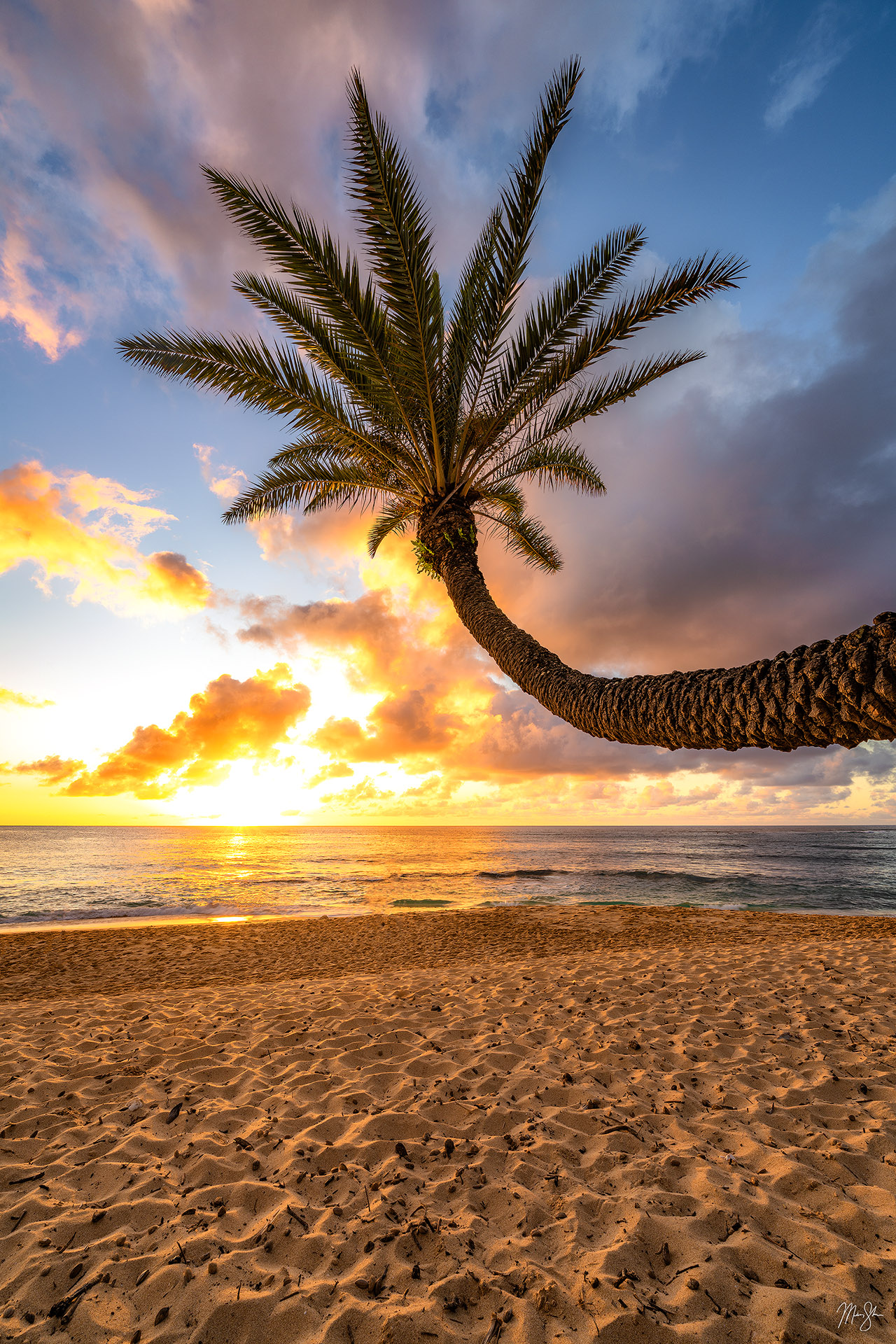 Palm Tree Sunset Vertical | North Shore, Oahu, Hawaii | Mickey Shannon