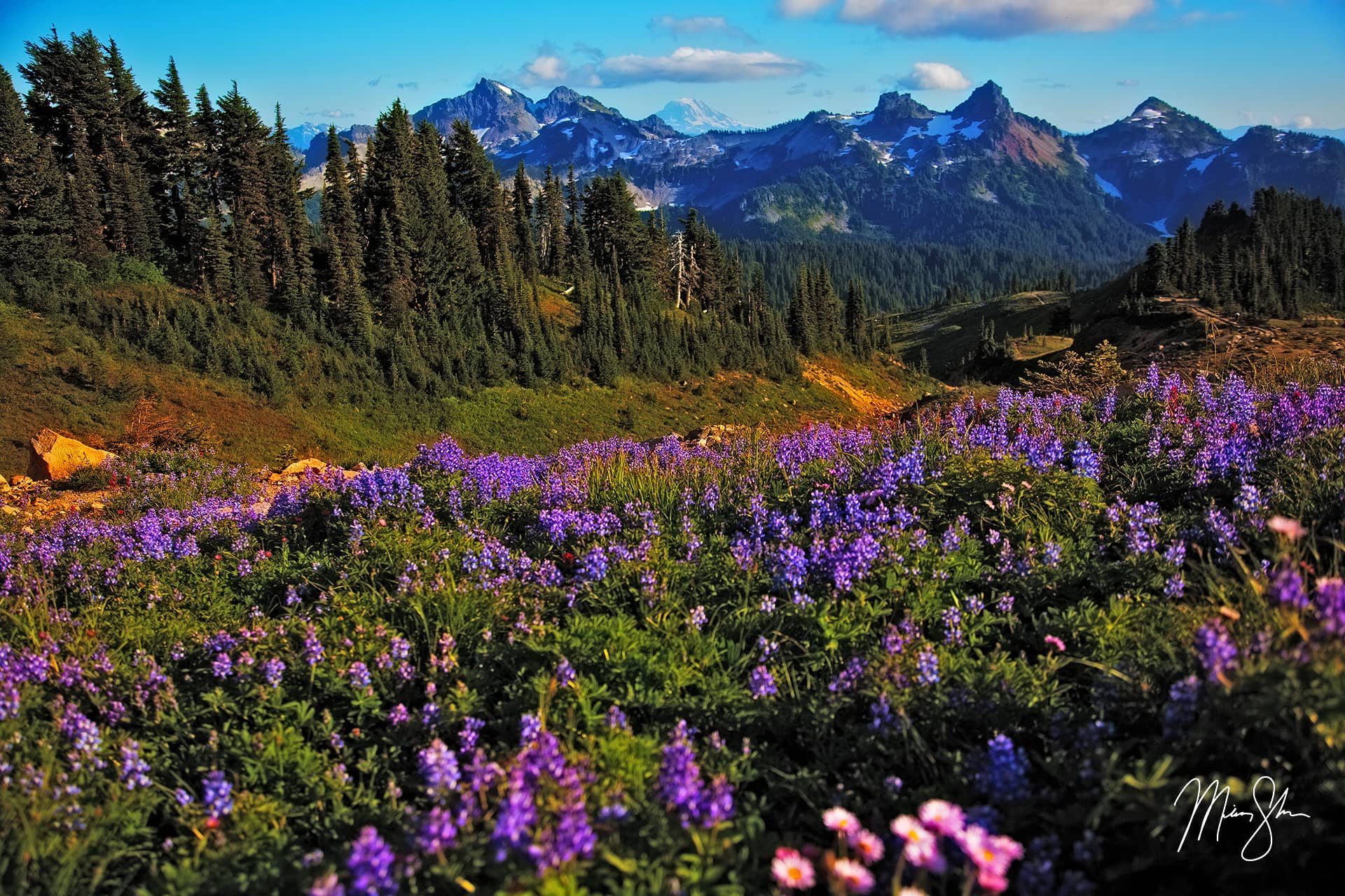 Purple Paradise | Paradise, Mount Rainier National Park, Washington ...