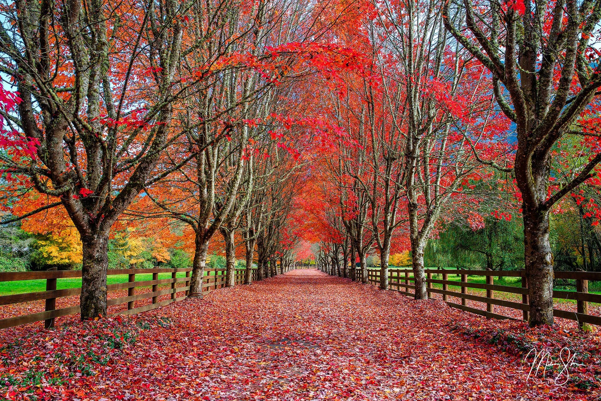 Red Carpet Road | Snoqualmie, Washington | Mickey Shannon Photography