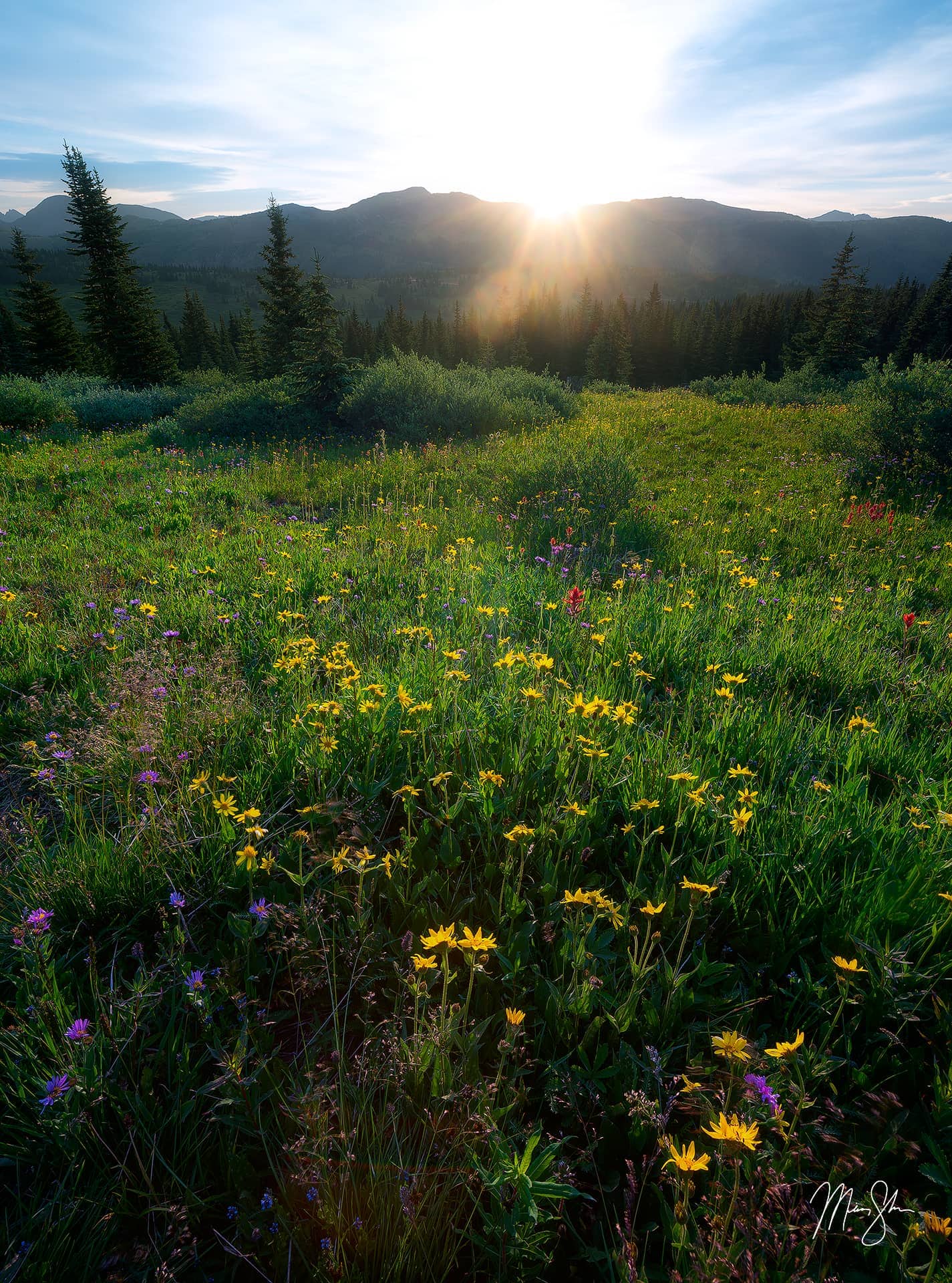 Shrine Ridge Wildflower Sunburst | Shrine Pass, Colorado | Mickey ...