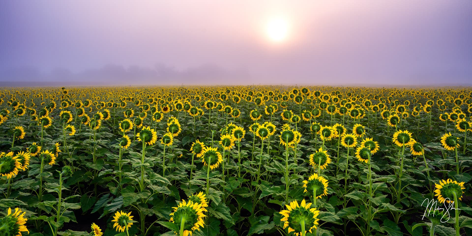 The Best Kansas Sunflower Fields Mickey Shannon Photography
