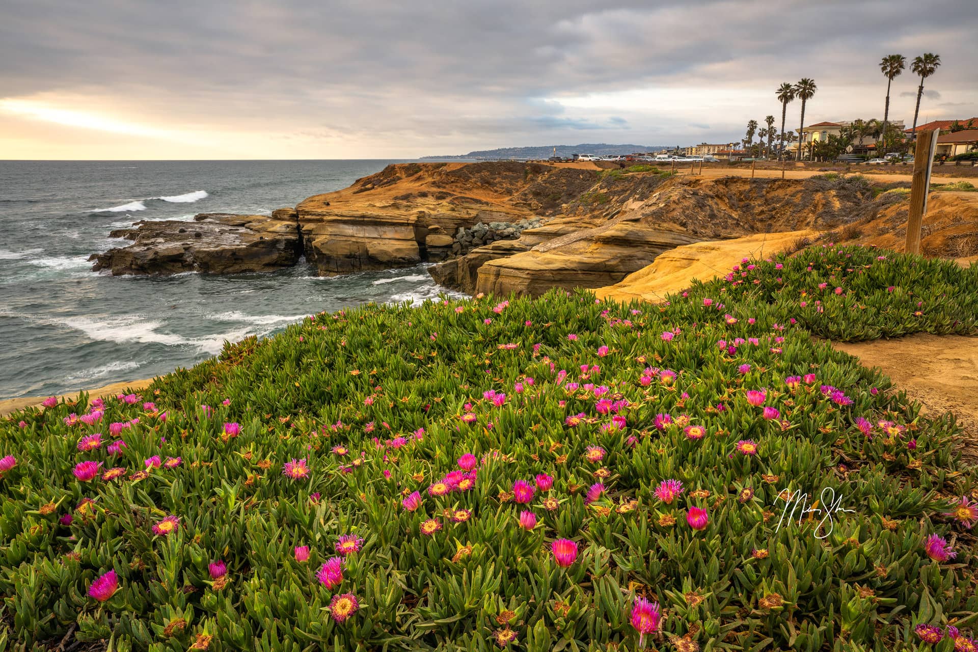 Spring in San Diego Sunset Cliffs, San Diego, California Mickey