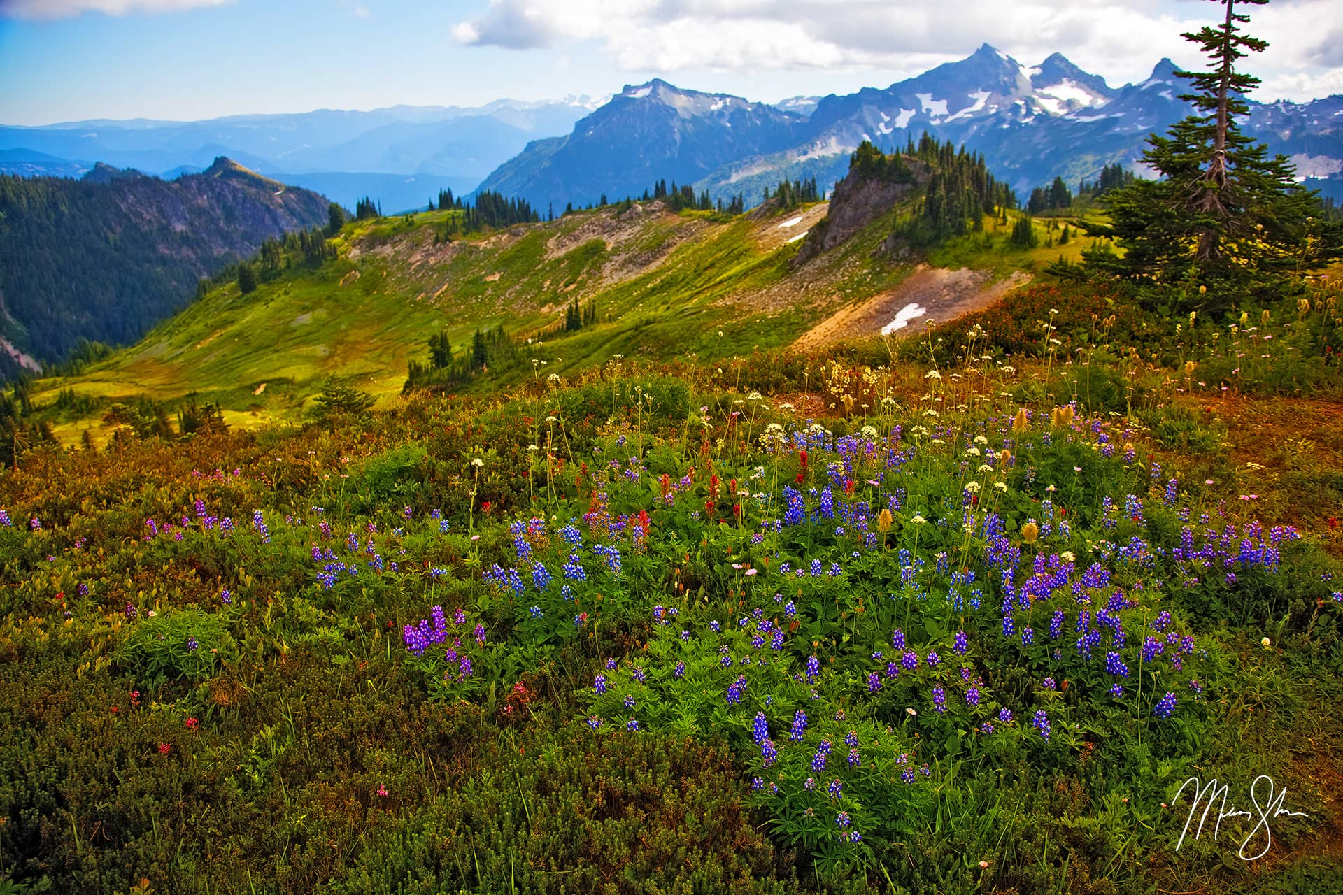 The Flowers of Paradise | Paradise, Mount Rainier National Park ...