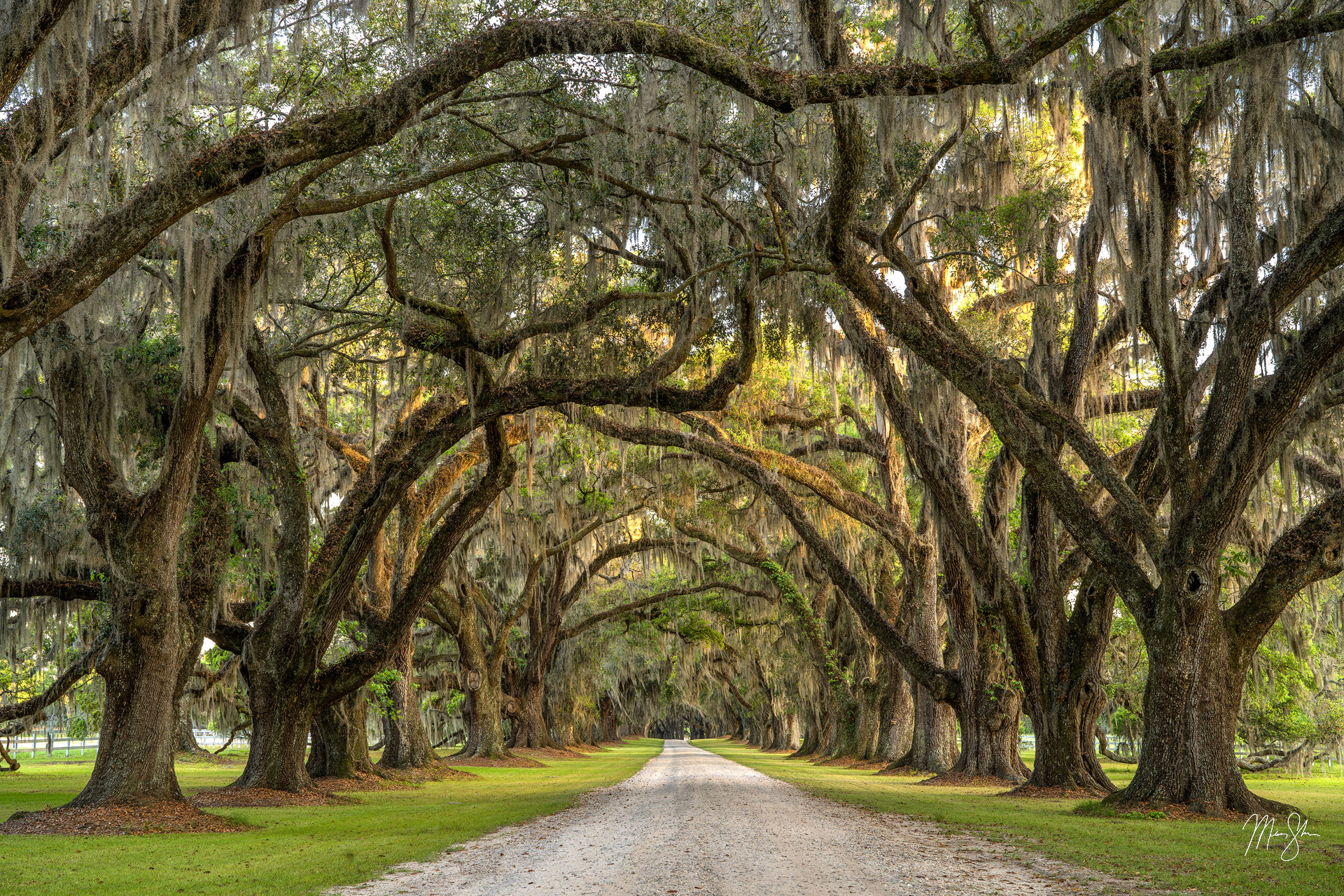 Tomotley Tree Tunnel | Tomotley Plantation, Charleston, South Carolina ...