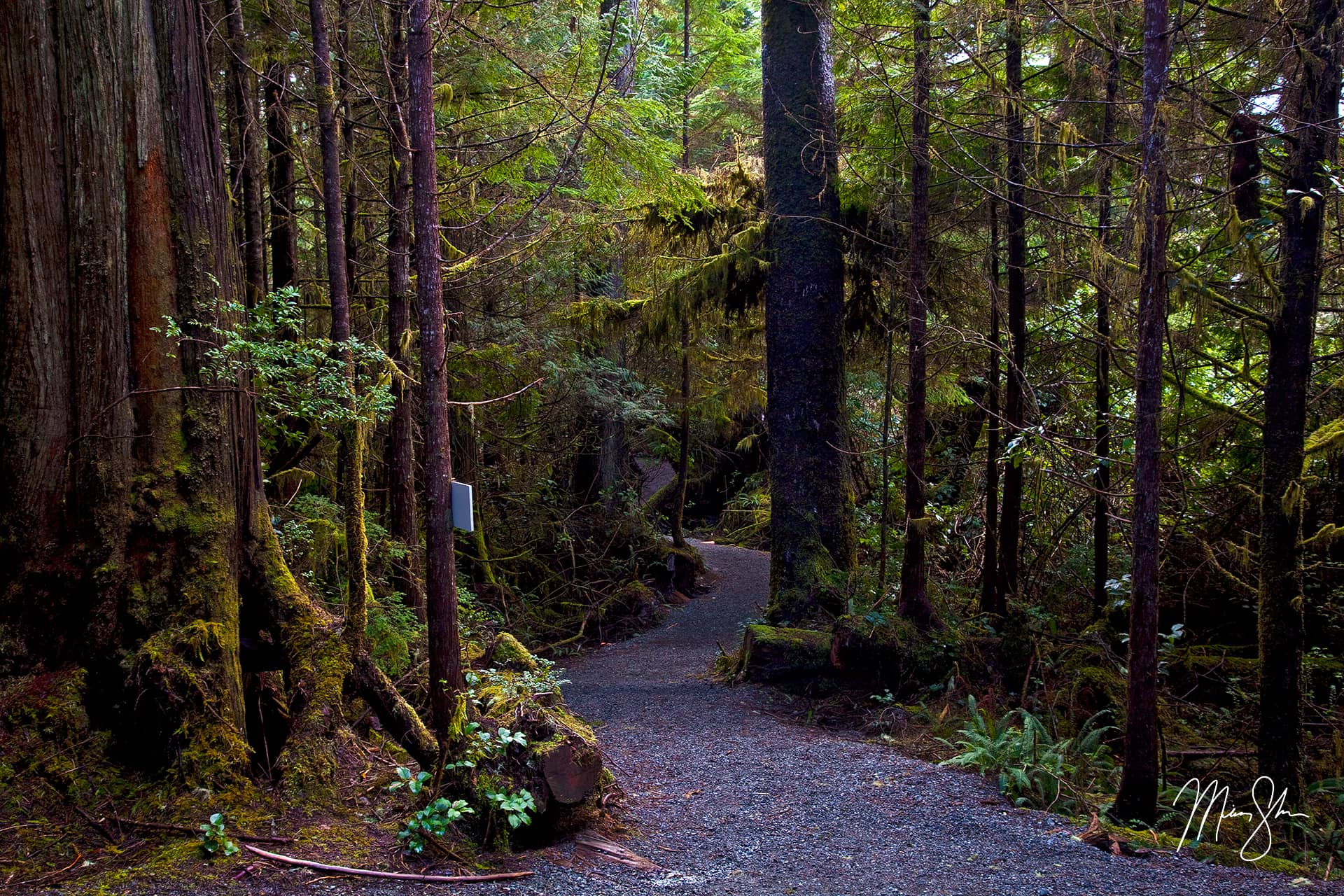 Ucluelet Ancient Cedars Trail | Ucluelet, Vancouver Island, British ...